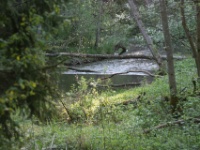 2016-05-13 07h08m52 - IJsvogelriviertje - Gerda van der Meer